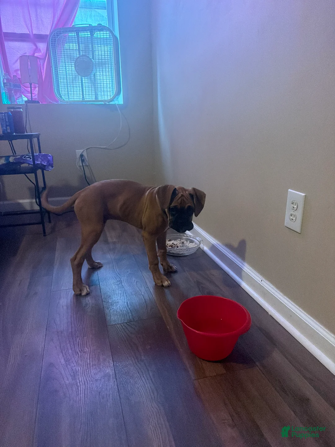 Boxer dogs for sale: Champ - Ad 1