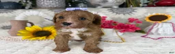 Cavapoo dogs for sale: Kayla - Ad 9