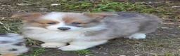 Welsh Corgi Pembroke dogs for sale: Dazzling Danny - Ad 4