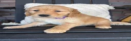 Golden Retriever dogs for sale: Golden Retriever Puppy 7 "PURPLE" - Ad 2