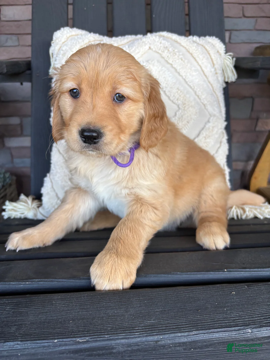 Golden Retriever dogs for sale: Golden Retriever Puppy 7 "PURPLE" - Ad 2
