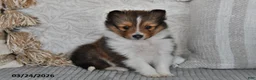 Shetland Sheepdog dogs for sale: Patty - Ad 1