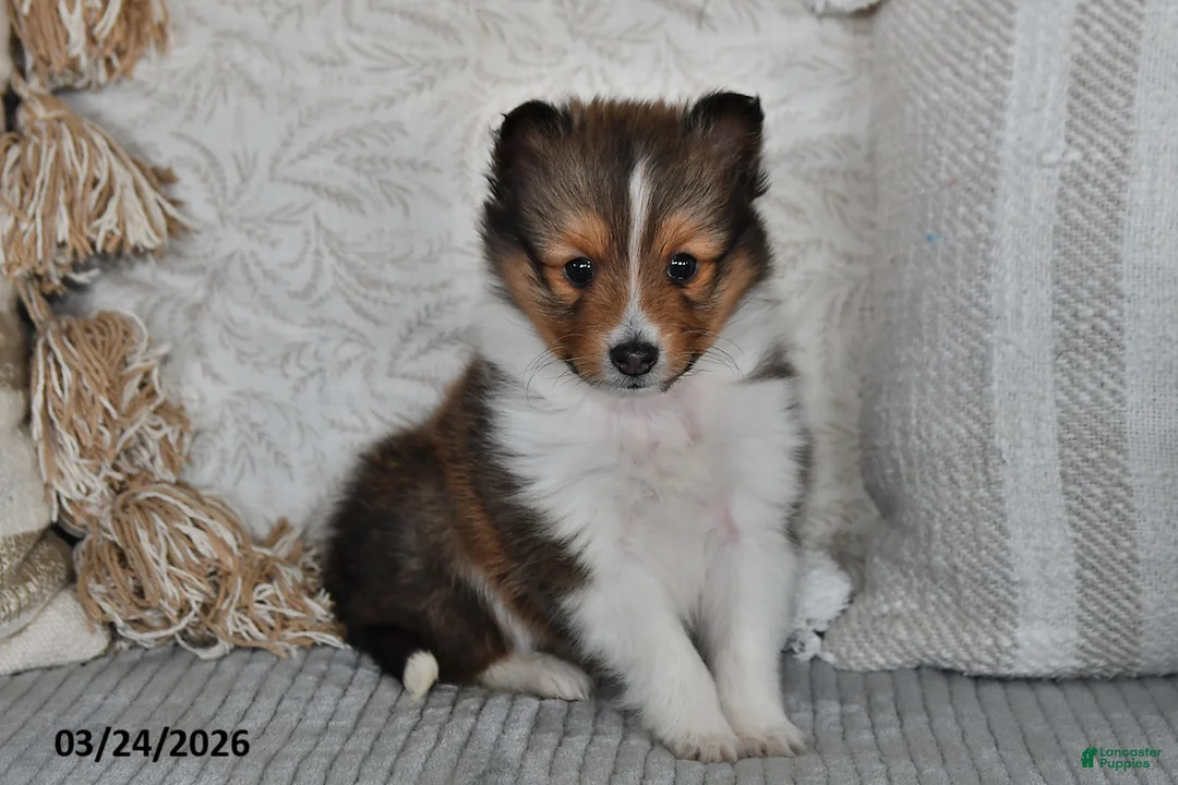 Shetland Sheepdog dogs for sale: Patty - Ad 1