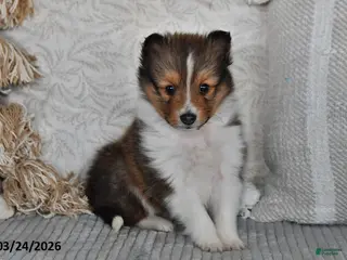 Shetland Sheepdog dogs for sale: Patty - Ad 1