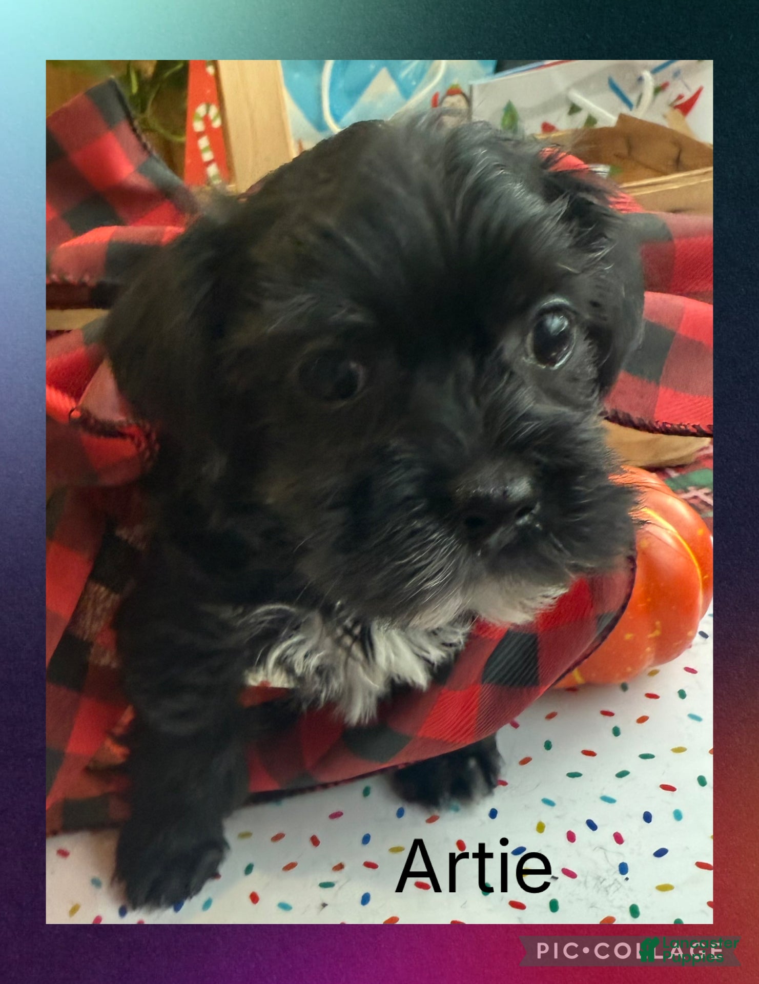 Yorkiepoo dogs Attie - Ad 42