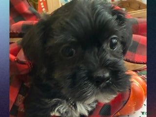 Yorkiepoo dogs Attie - Ad 9