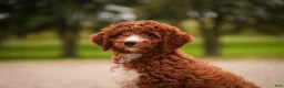 Cavapoo dogs for sale: Rory Cavapoo  - Ad 9