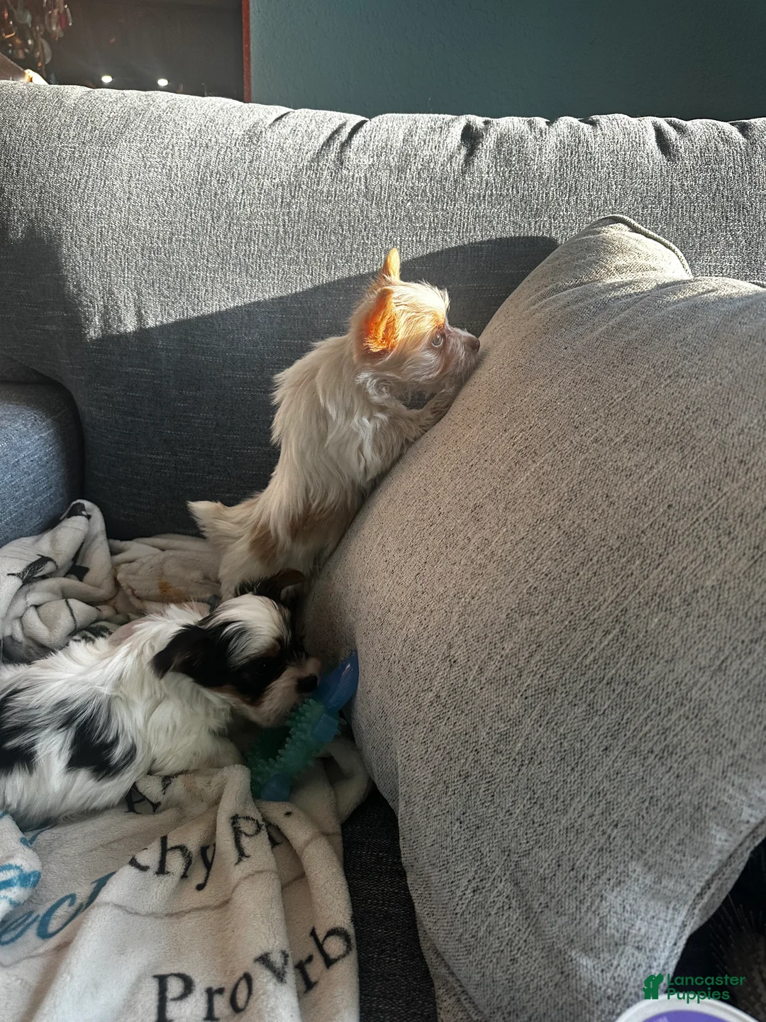 Yorkshire Terrier dogs for sale: AKC Glacierpaw - Ad 8