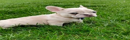 French Bulldog dogs for sale: Gunner  - Ad 4