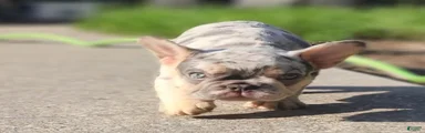French Bulldog 2