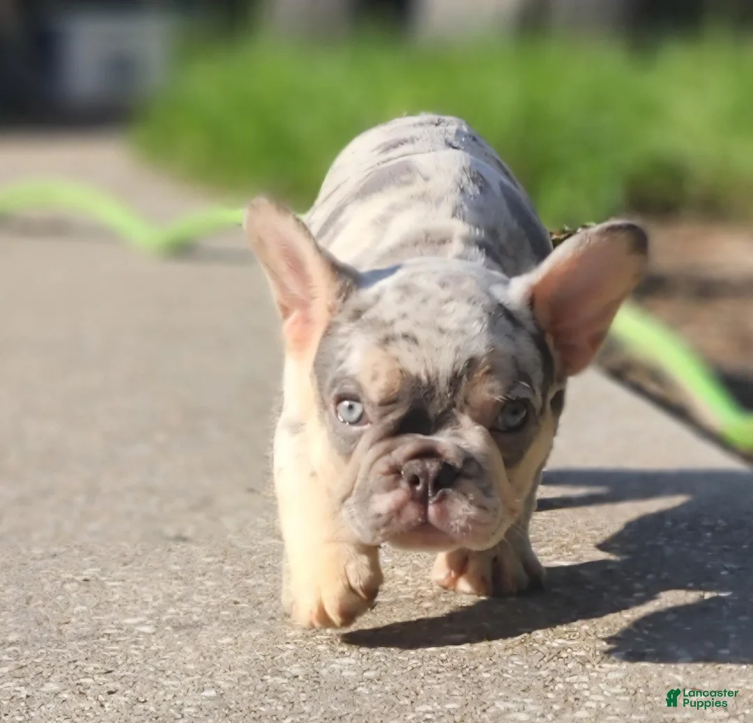French Bulldog dogs for sale: French Bulldog 2 - Ad 1