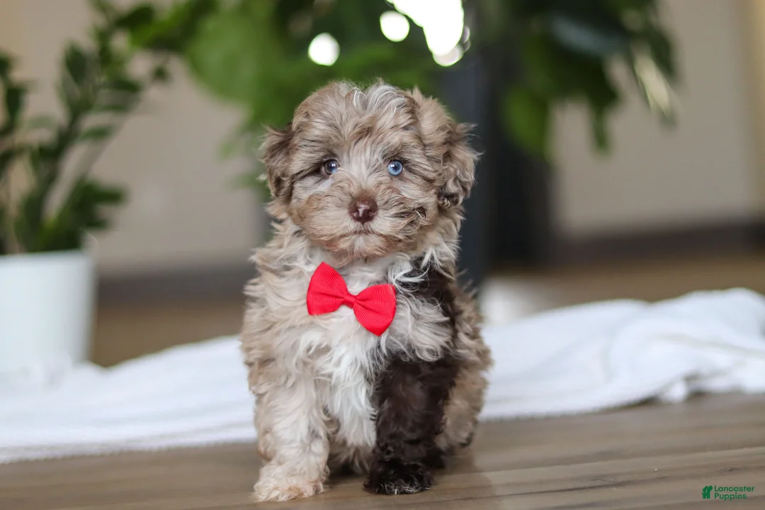 Havapoo dogs for sale: Zuma - Ad 1