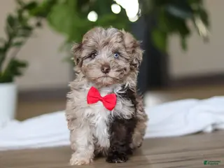 Havapoo dogs Zuma - Ad 7