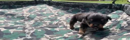 Rottweiler dogs for sale: Gray Male - Ad 4