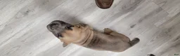 Cane Corso dogs for sale: Cane Corso 4 - Ad 3