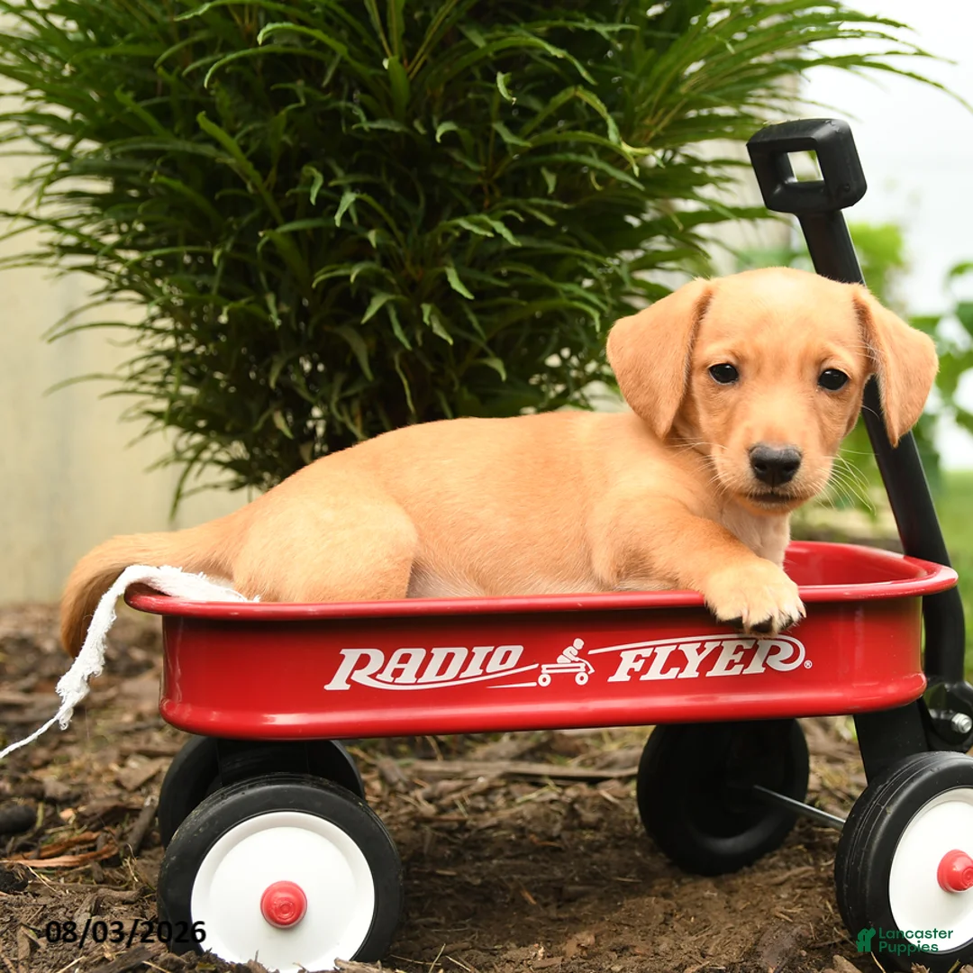 Mixed Breed dogs for sale: Aura - Ad 2