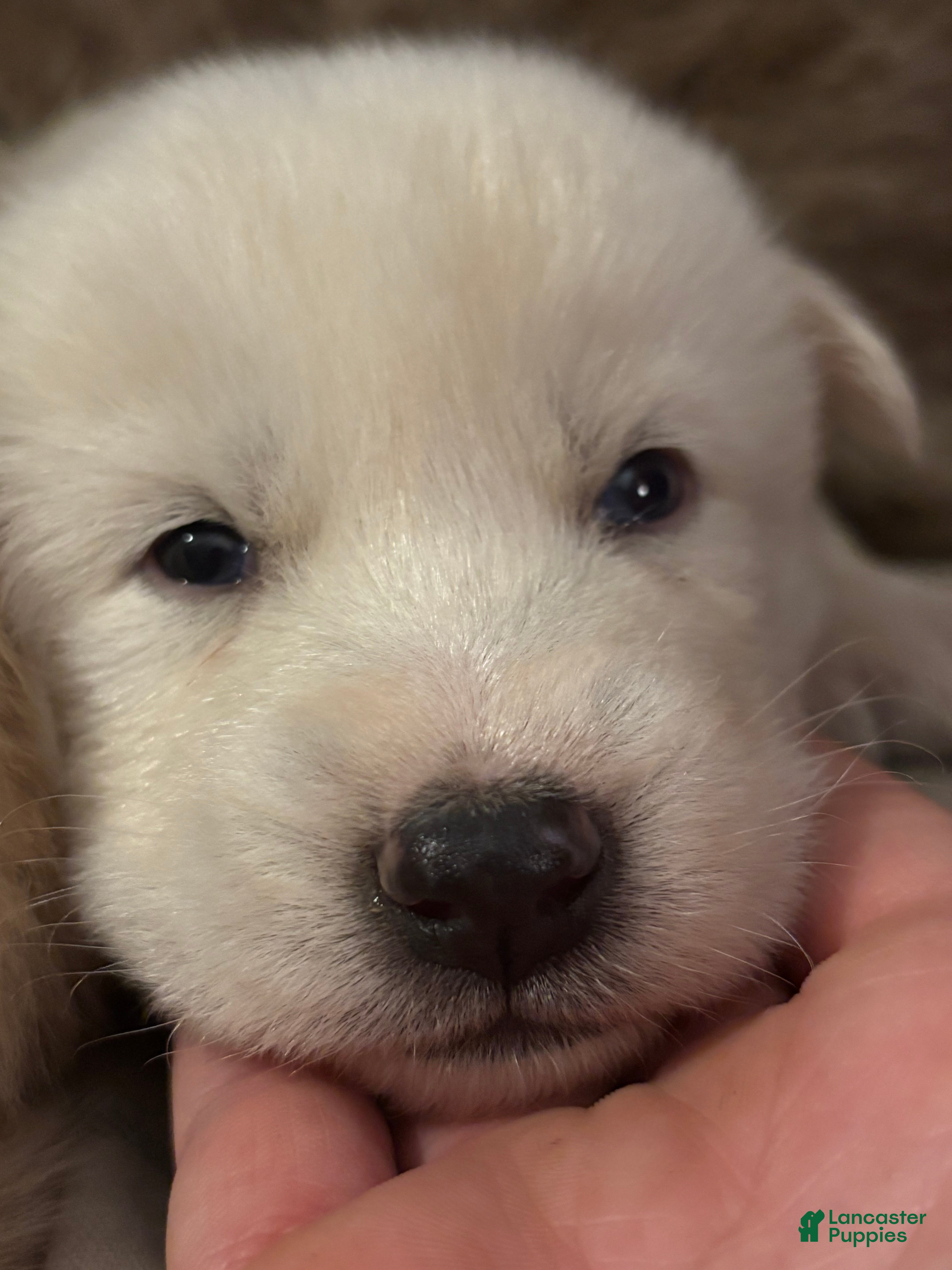 Mixed Breed dogs White wolfdog boy - Ad 14