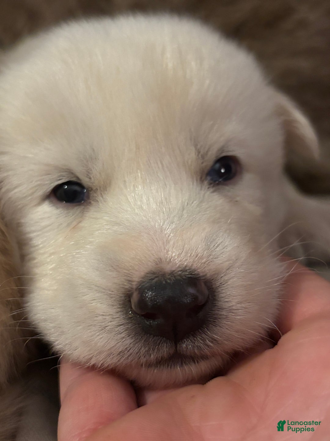 Mixed Breed dogs for sale: White wolfdog boy - Ad 1