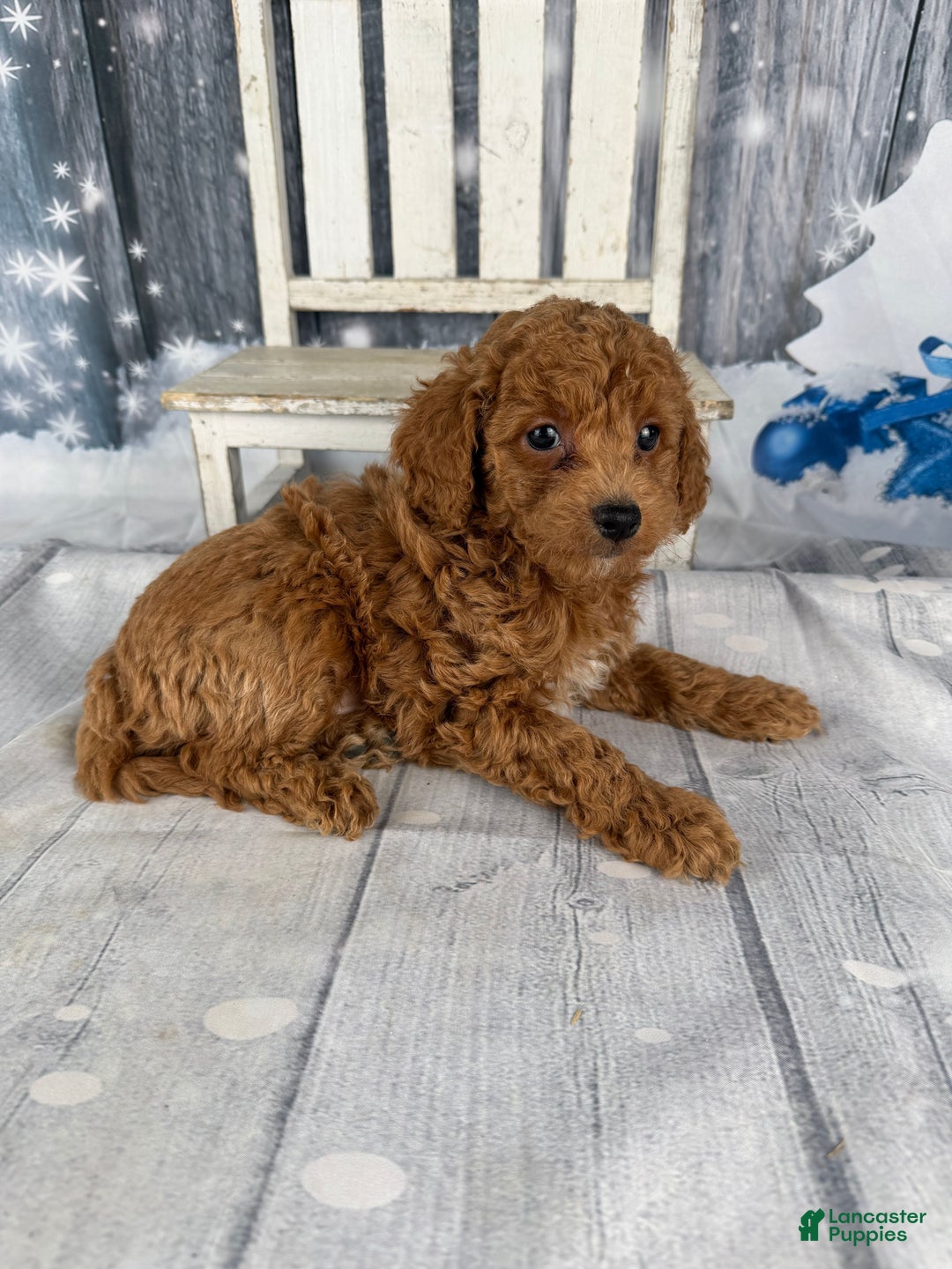 Cavapoo dogs for sale: Red - Ad 2