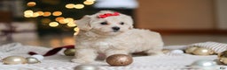 Maltipoo dogs for sale: Camila - Ad 8