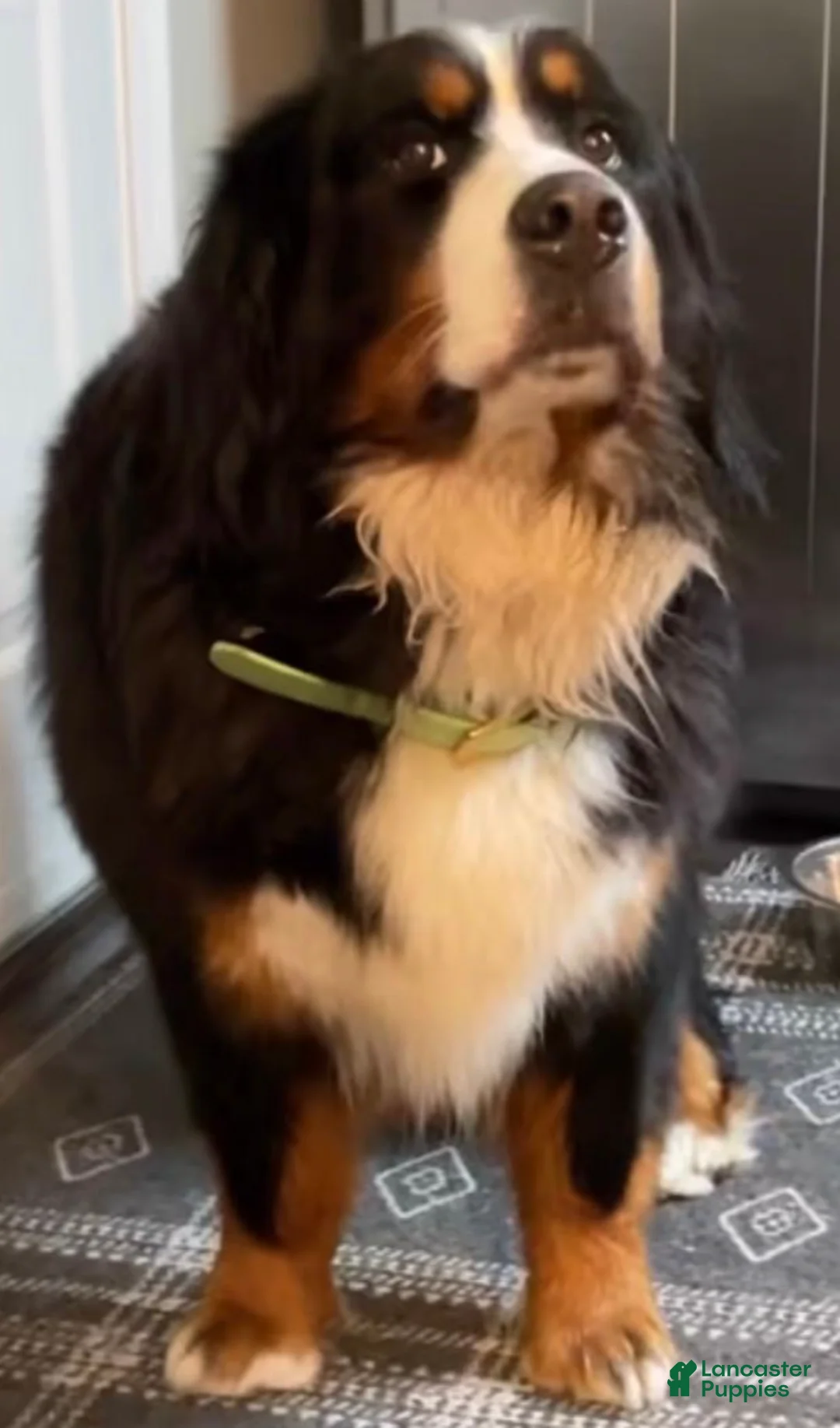 Mini Bernedoodle dogs for sale: Mini Bernedoodle Puppy 2 - Ad 2