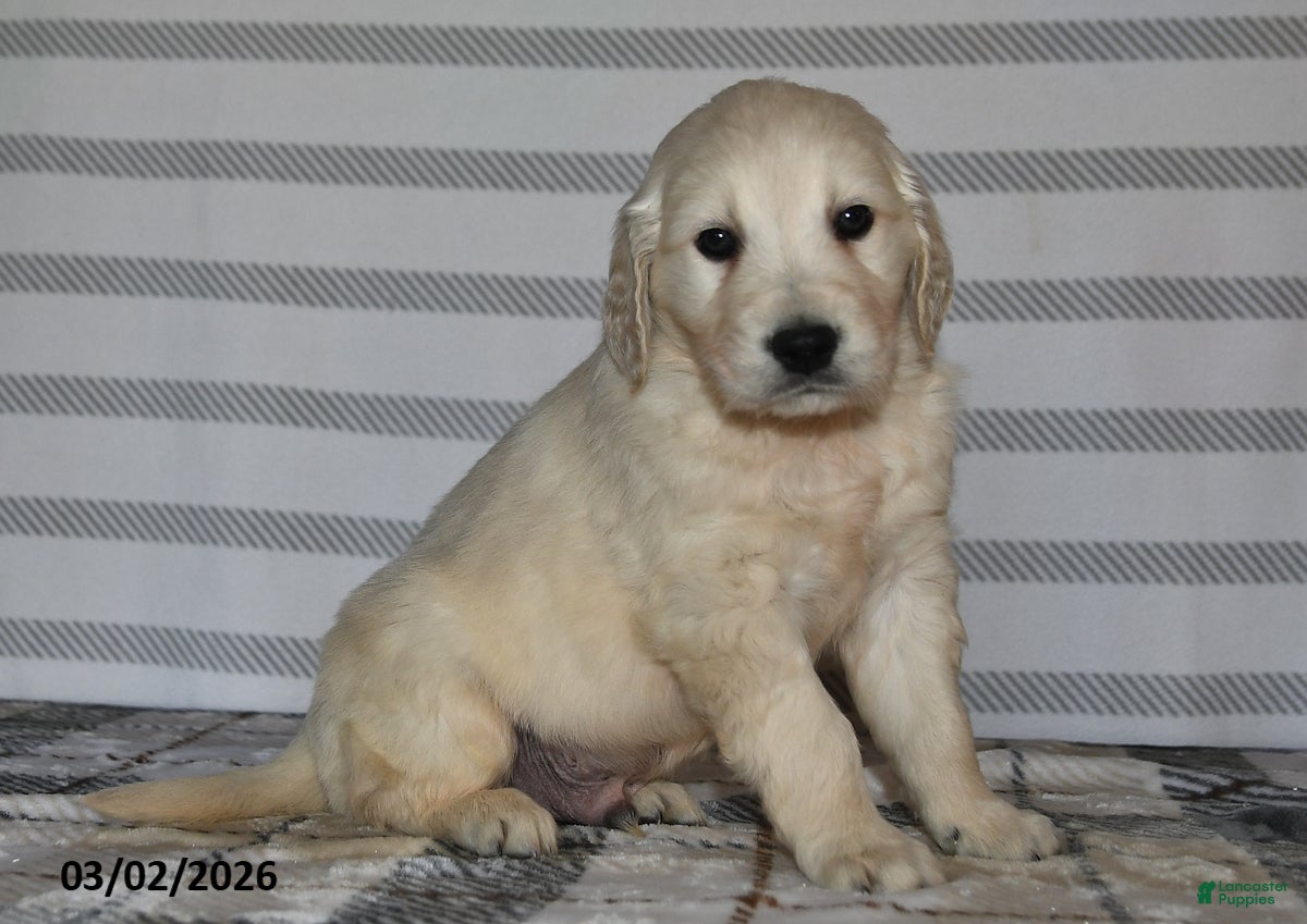 Golden Retriever dogs for sale: Jimbo - Ad 1