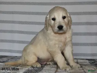 Golden Retriever dogs for sale: Jimbo - Ad 1