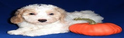Miniature Poodle dogs for sale: Patches - Ad 6