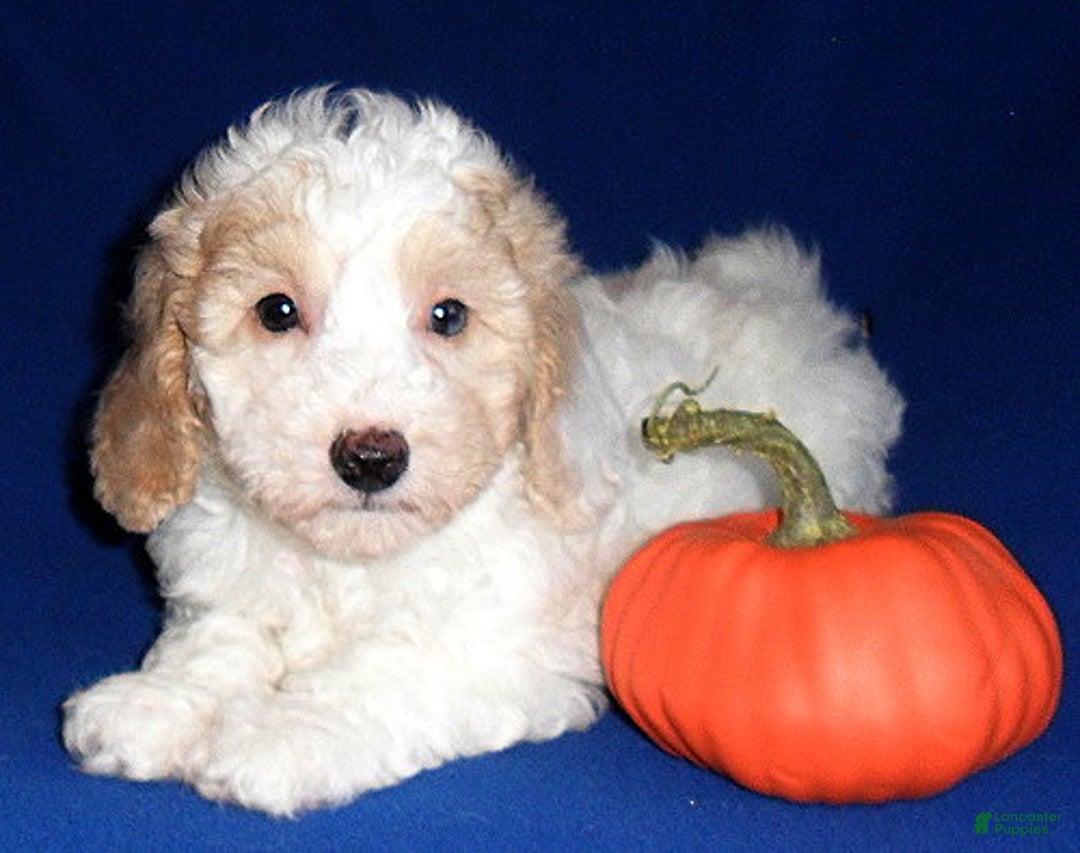 Miniature Poodle dogs for sale: Patches - Ad 6