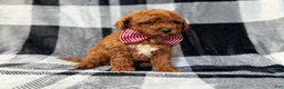 Mini Goldendoodle dogs for sale: Scout - Ad 7