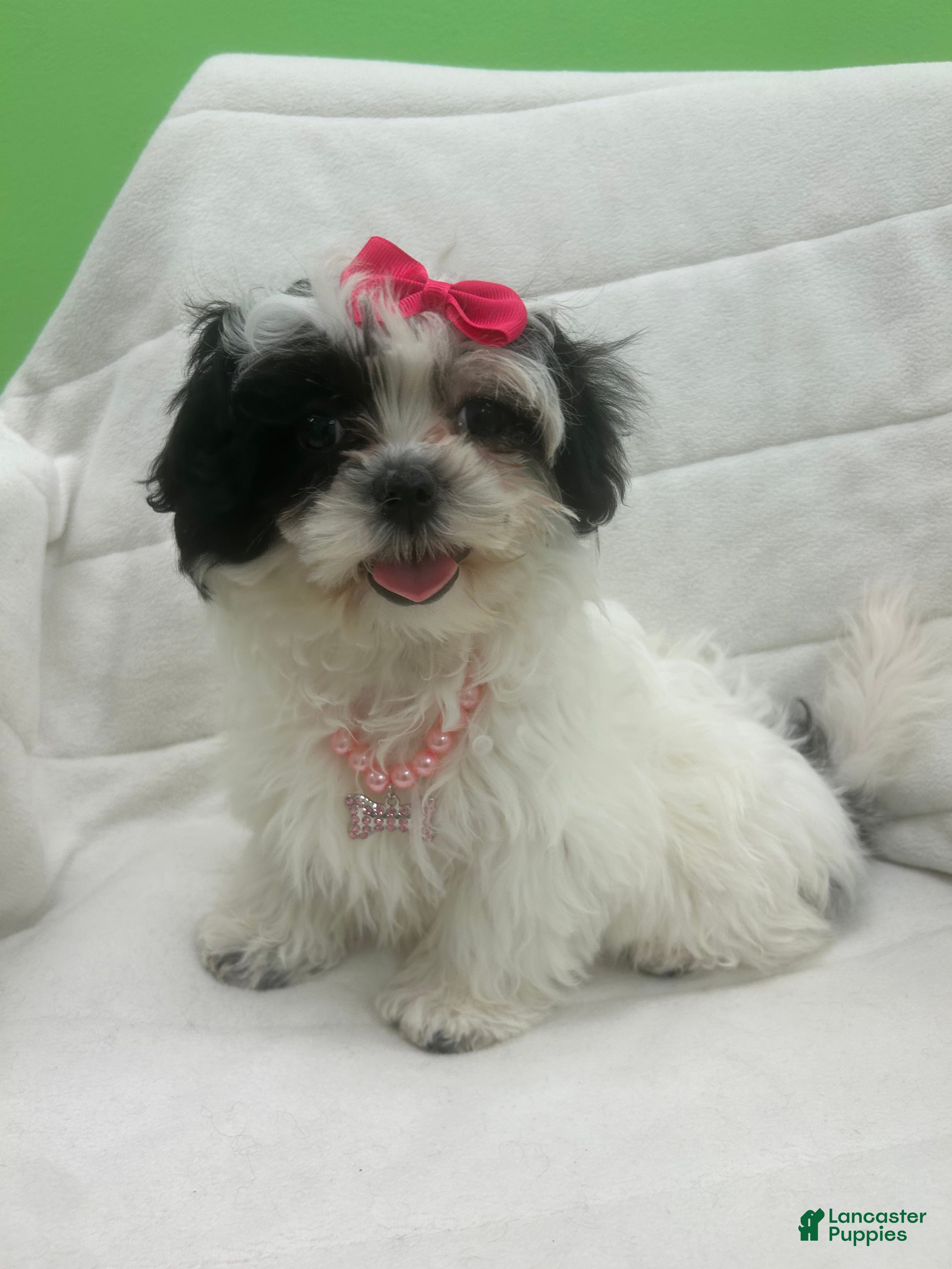 Malshi dogs Malshi Puppy 3 - Ad 7