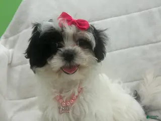 Malshi dogs Malshi Puppy 3 - Ad 7