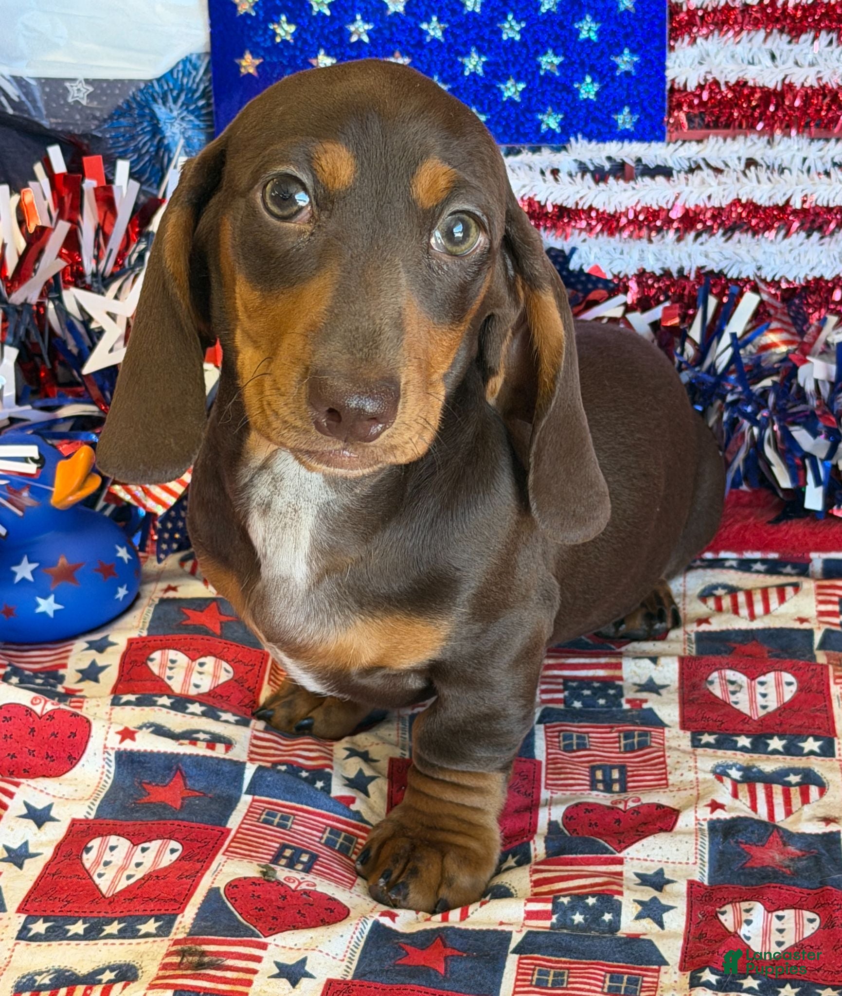 Miniature Dachshund dogs Bucky - Ad 35