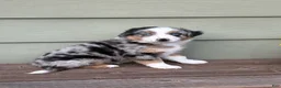 Miniature Australian Shepherd dogs for sale: Hooligans Blue Merle Male - Ad 2