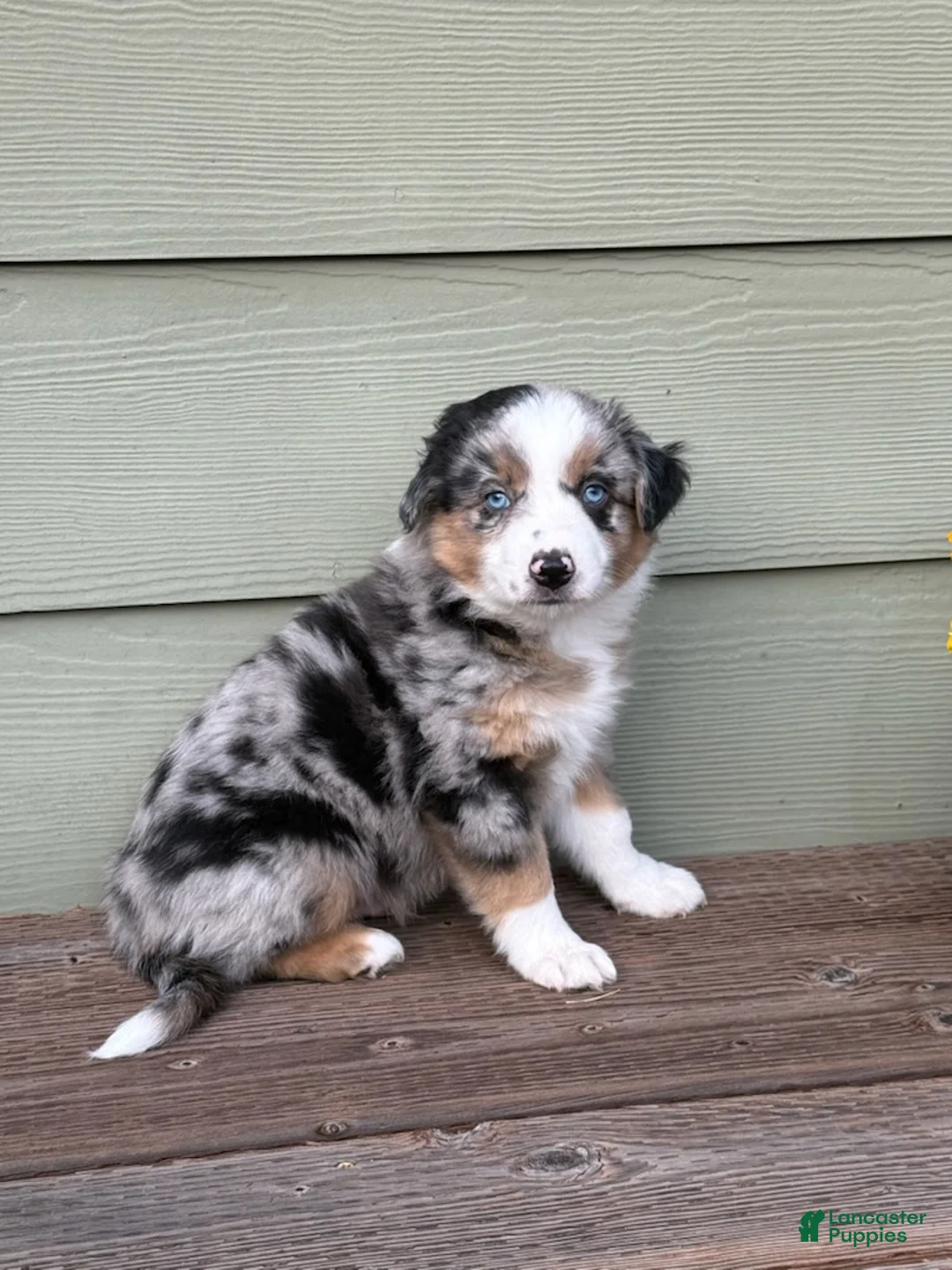 Miniature Australian Shepherd dogs for sale: Hooligans Blue Merle Male - Ad 2