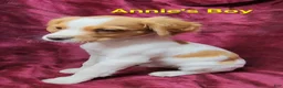 Brittany Spaniel dogs for sale: AKC/UKC French Brittany Annie's Boy - Ad 5