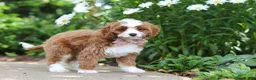 Cavapoo dogs for sale: Precious - Ad 8
