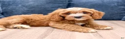 Cavapoo dogs for sale: Mason - Ad 2