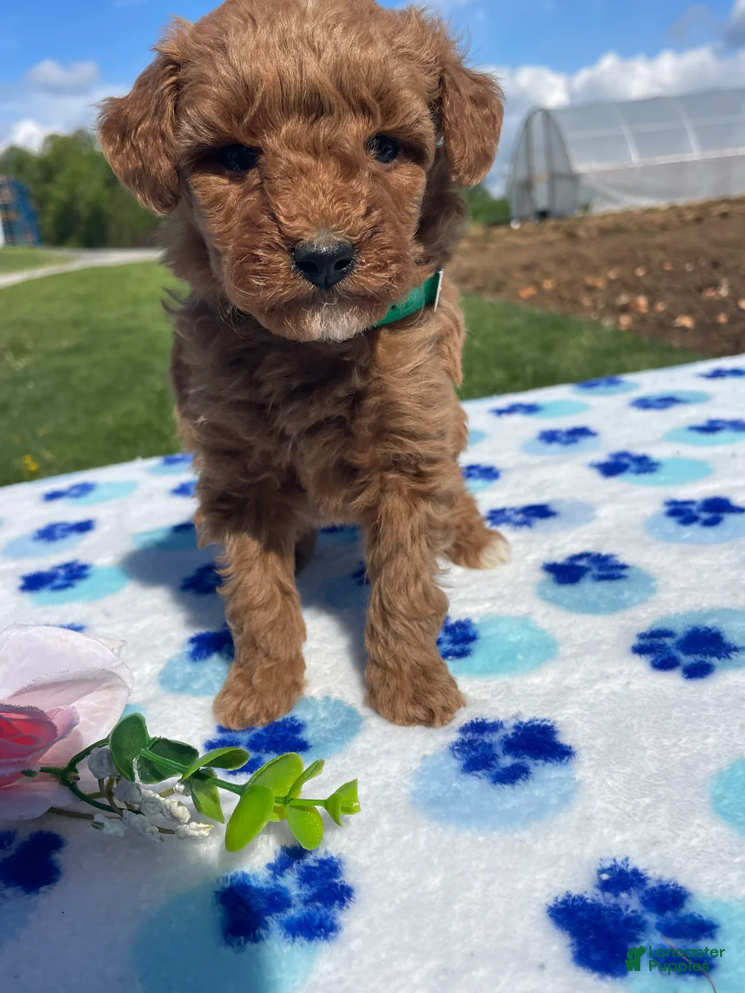Miniature Poodle dogs for sale: Simon - Ad 4
