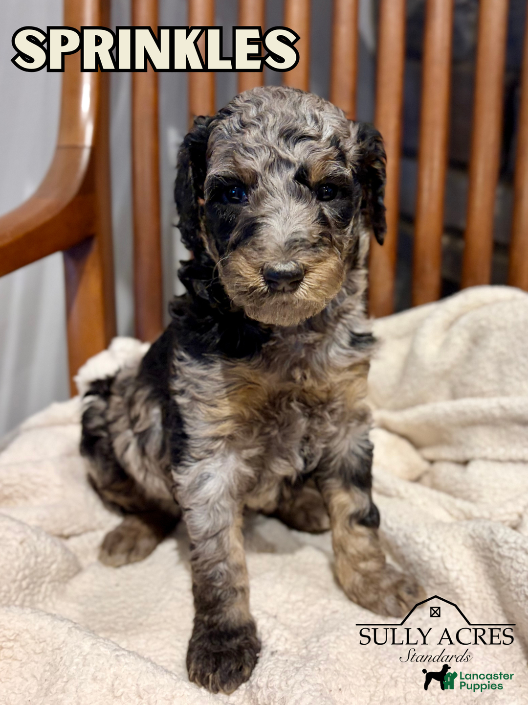 Standard Poodle dogs for sale: Sprinkles - Ad 1