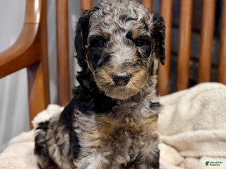 Standard Poodle dogs Sprinkles - Ad 32