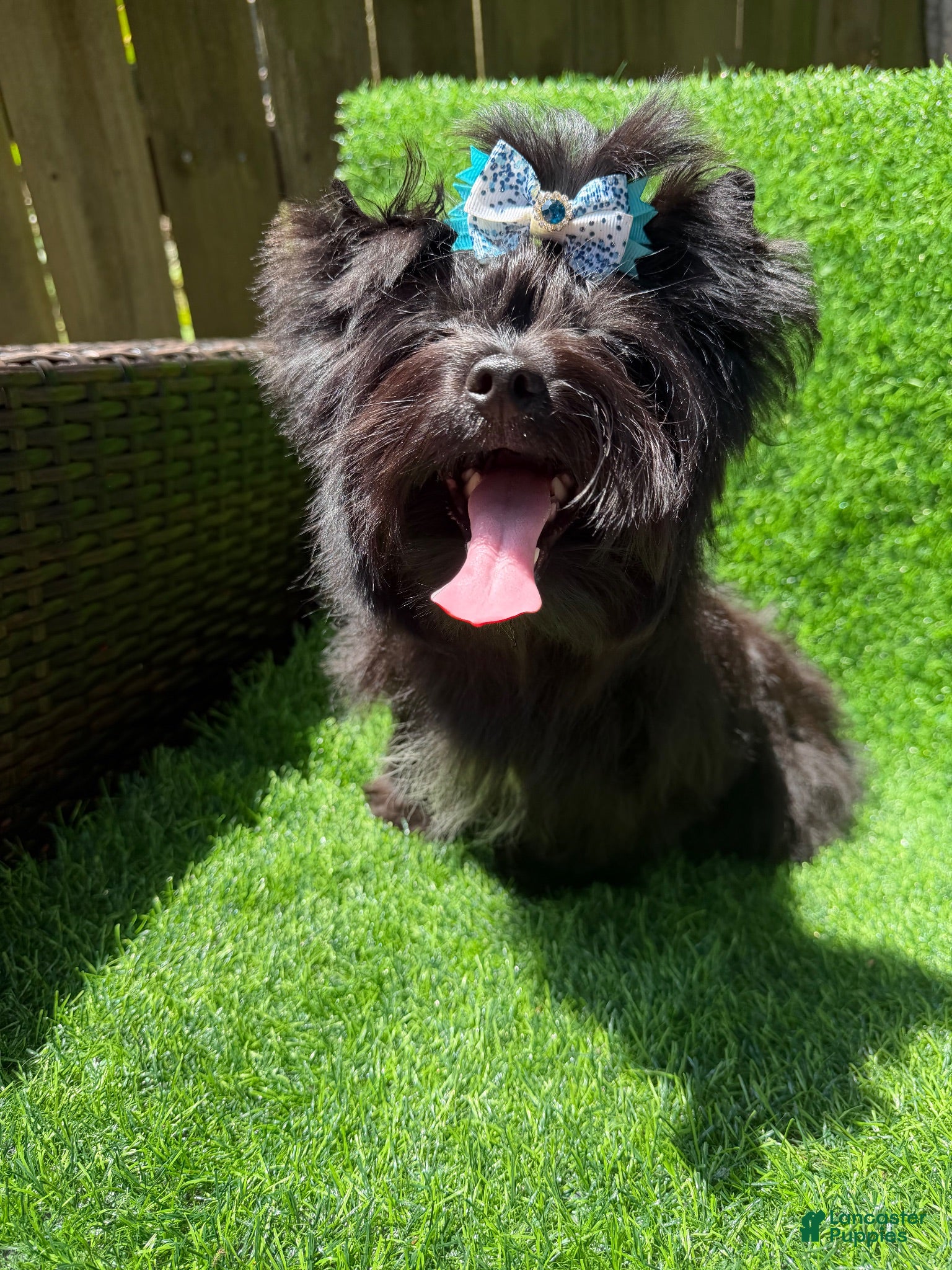 Yorkshire Terrier dogs Solid black male  - Ad 22