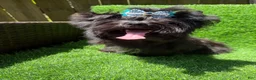 Yorkshire Terrier dogs for sale: Solid black male  - Ad 1