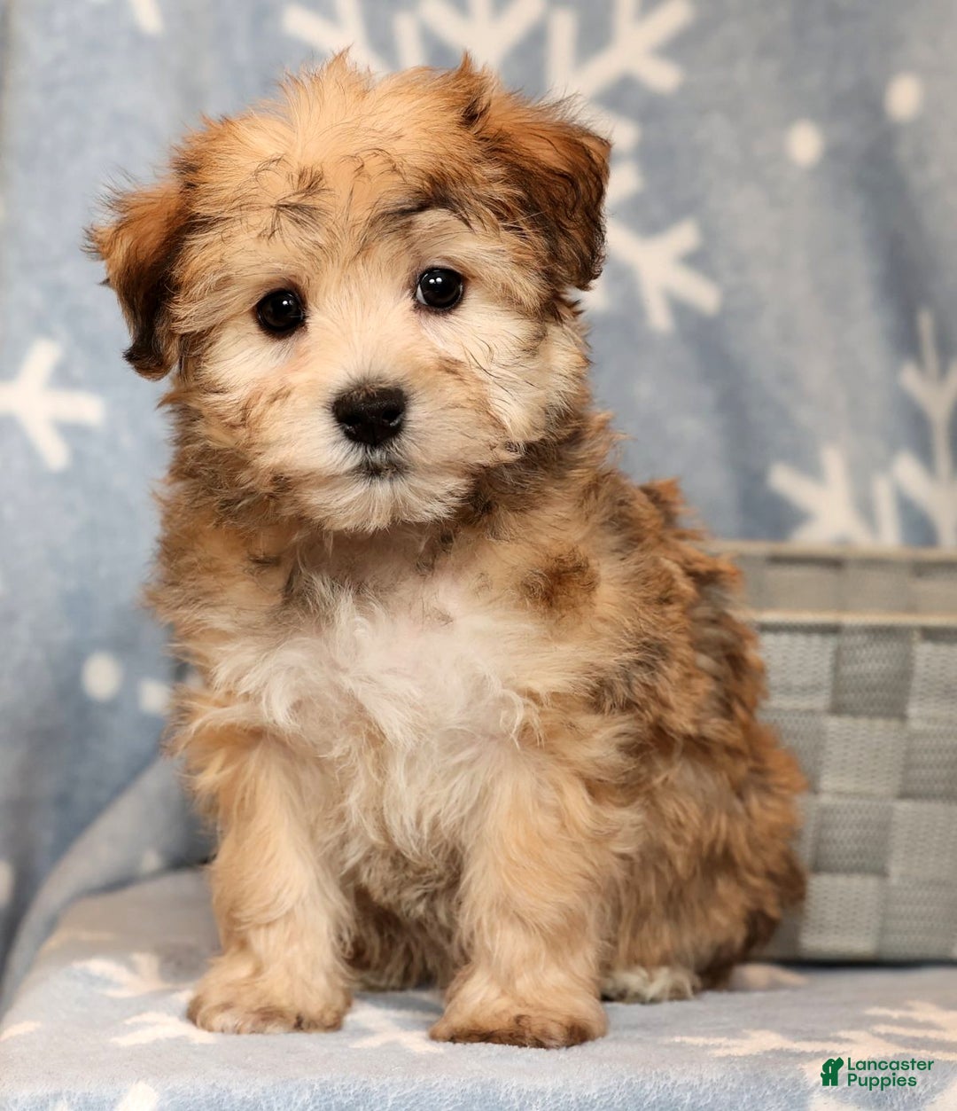 Yochon dogs for sale: Daisy - Ad 7