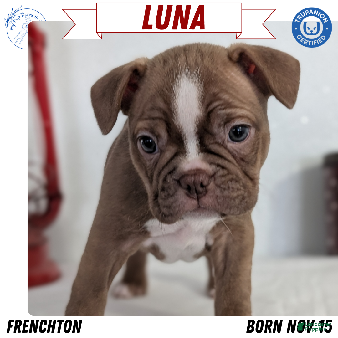 Frenchton dogs for sale: Luna - Ad 1