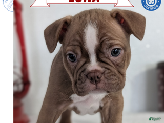 Frenchton dogs Luna - Ad 2