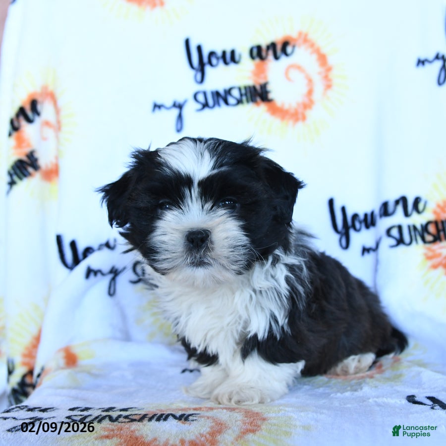 Shih Tzu dogs Truffle  - Ad 2