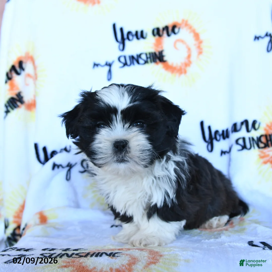 Shih Tzu dogs for sale: Truffle  - Ad 2