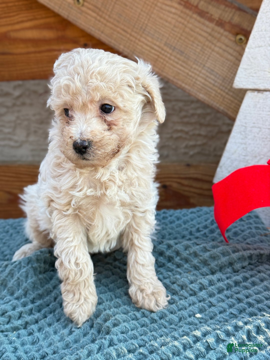 Bichpoo dogs for sale: Luca - Ad 5