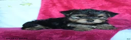 Yorkshire Terrier dogs for sale: Avangeline - Ad 3